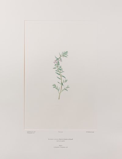 Lythrum junceum (Lythraceae) - Placa 392, Banks