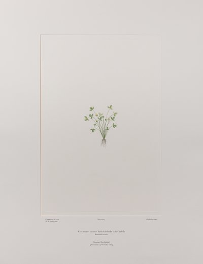 Ranunculus acaulis (Ranunculaceae) - Placa 403, Banks