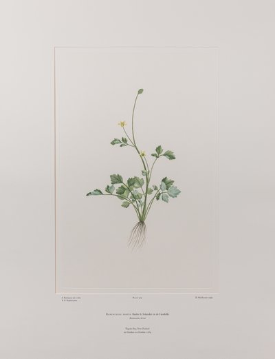 Ranunculus hirtus (Ranunculaceae) - Placa 404, Banks