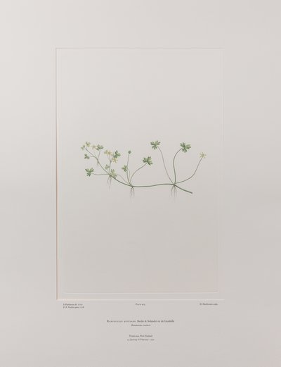 Ranunculus rivularis (Ranunculaceae) - Placa 405, Banks