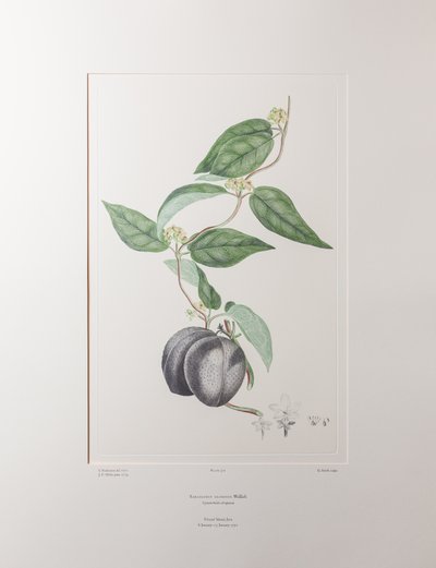 Sarcolobus globosus subsp. globosus (Asclepiadaceae) - Placa 372, Banks