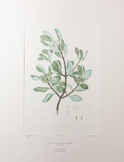 Schyphiphora hydrophyllacea (Rubiaceae) - Placa 148, Banks