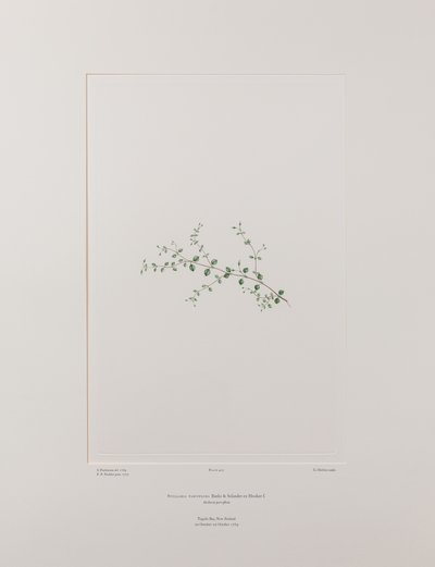 Stellaria parviflora (Caryophyllaceae) - Placa 415, Banks