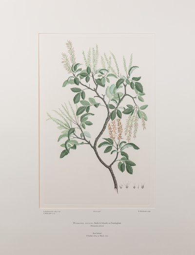 Weinmannia sylvicola (Cunoniaceae) - Placa 436, Banks