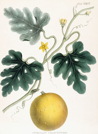 Colocynth, de "Ilustrações de Botânica Médica: Consistindo em figuras coloridas das plantas que fornecem os artigos importantes da Matéria Médica". JH Colen, 1847 de Joseph Carson