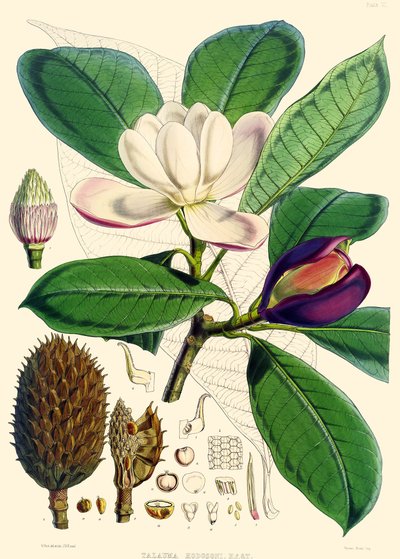 Magnólia hodgsonii, 1855 de Joseph Dalton Hooker