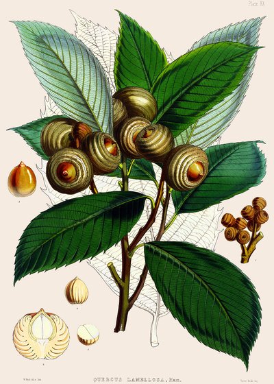 Quercus lamellosa, 1890 de Joseph Dalton Hooker