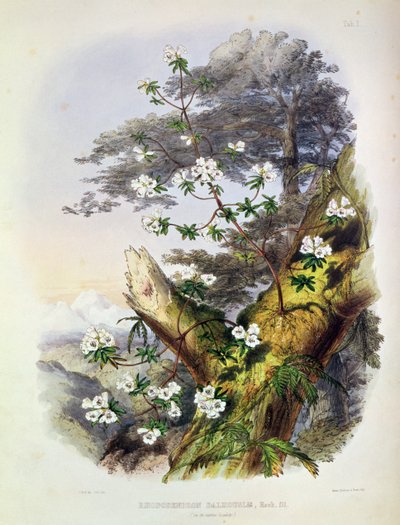 Rododendro: Dalhousie, tirado de &39;Rhododendrons of the Sikkim Himalaya&39;, impresso por Reeve Benham und Reeve, 1849-50 (litografia a cores) de Joseph Dalton Hooker