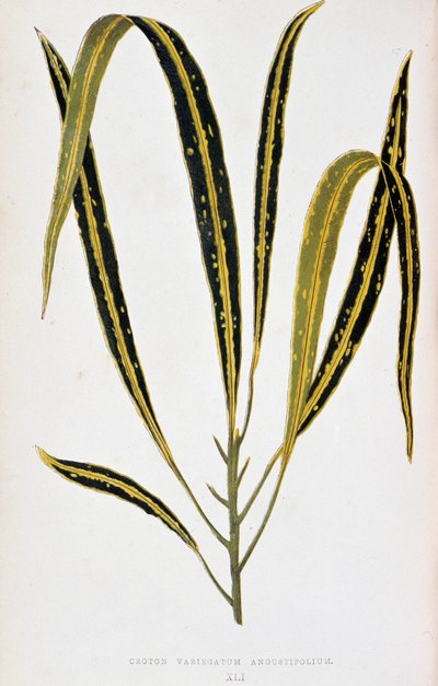 Croton folha variegatum angustifolium. Tabuleiro botânico em “” Plantas com folhagens coloridas. Coleção das espécies mais notáveis usadas para decorar jardins, estufas e apartamentos, por Edward Joseph Lowe e W. Howard, membros da London Horticultur de Joseph Edward and Howard W Lowe