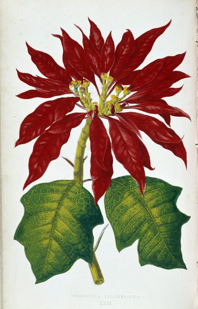 Flor e folhas de Poinsettia Pulcherrima. Tabuleiro botânico em “” Plantas com folhagens coloridas. Coleção das espécies mais notáveis usadas para decorar jardins, estufas e apartamentos, por Edward Joseph Lowe e W. Howard, membros do London Hort de Joseph Edward and Howard W Lowe