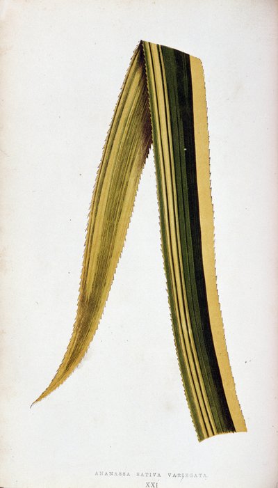 Folha de Ananassa Sativa Variegata. Prancha botânica em “" As plantas de folhagem colorida. de Joseph Edward and Howard W Lowe