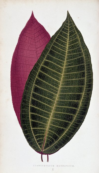 Folha de Cyanophyllum Magnificum. Tábua botânica em "Plantas com folhagem colorida. de Joseph Edward and Howard W Lowe