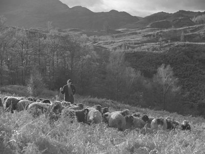 Um agricultor a olhar para o seu rebanho de ovelhas, com as montanhas ao fundo de Joseph Hardman