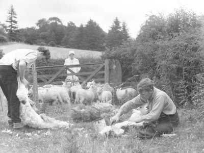 Um grupo de agricultores num campo a tosquiar alguns cordeiros de Joseph Hardman