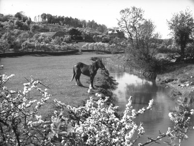 Flor em primeiro plano com cavalo junto a um riacho no campo de Joseph Hardman