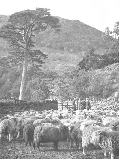 Rebanho de ovelhas em primeiro plano de Joseph Hardman