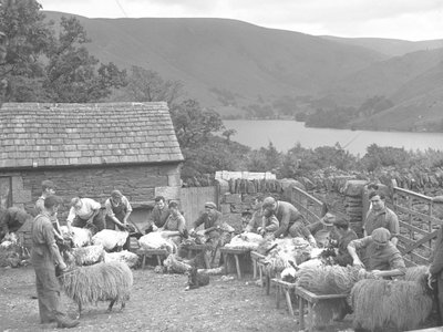 Homens a tosquiar ovelhas em bancos de Joseph Hardman
