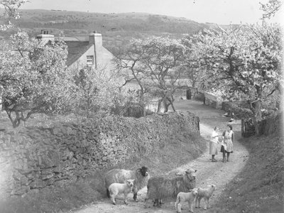 Ovelhas e cordeiros no caminho com árvores em flor de ambos os lados de Joseph Hardman