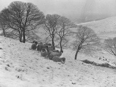 Ovelhas amontoadas na neve de inverno nas montanhas de Joseph Hardman