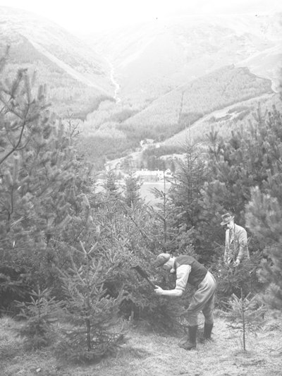 Dois homens a cortar uma árvore de Natal com um machado, com Thirlmere atrás de Joseph Hardman