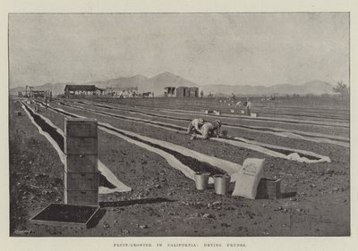 Fruticultura na Califórnia, secagem de ameixas de Joseph Holland Tringham