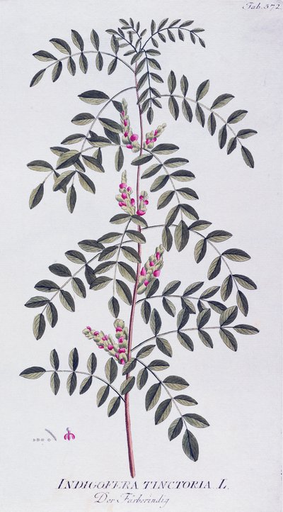 Verdadeiro índigo (Indigofera tinctoria) por Joseph Jacob von Plenck (1735-1807), de Icones plantarum medicinalium, Viena de Joseph Jacob Plenck