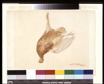 Grouse morto (aguarela sobre lápis sobre papel de trama branca) de Joseph Mallord William Turner