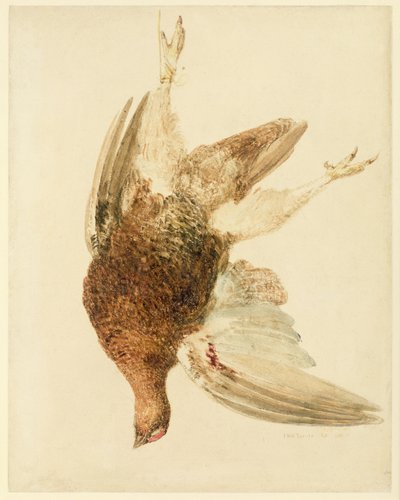 Grouse, de The Farnely Book of Birds, c.1816 (lápis e aguarela sobre papel) de Joseph Mallord William Turner