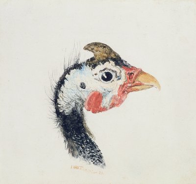 Guinea Fowl, de The Farnley Book of Birds, c.1816 de Joseph Mallord William Turner