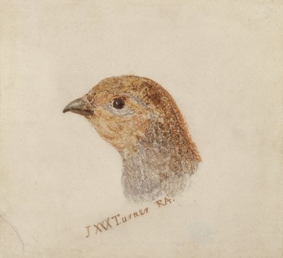 Partridge, de The Farnley Book of Birds, c.1816 (lápis e aguarela sobre papel) de Joseph Mallord William Turner
