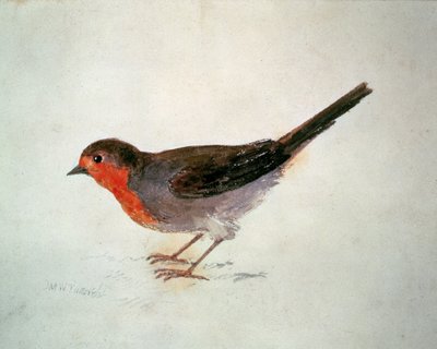 Robin, de The Farnley Book of Birds, c.1816 (lápis e aguarela sobre papel) de Joseph Mallord William Turner