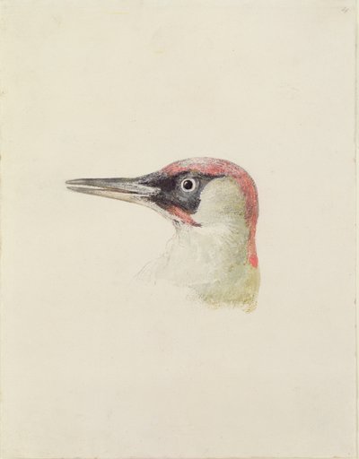 Pica-pau, de The Farnley Book of Birds, c.1816 (lápis e aguarela sobre papel) de Joseph Mallord William Turner