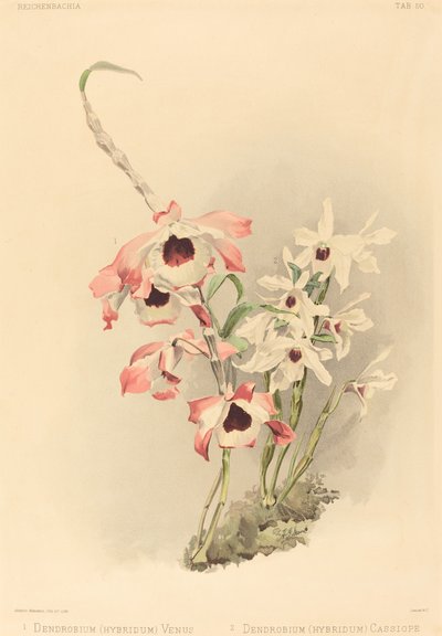 Dendrobium (Hybridium) Vênus e Dendrobium (Hybridium) Cassiope de Joseph Mansell after Henry George Moon