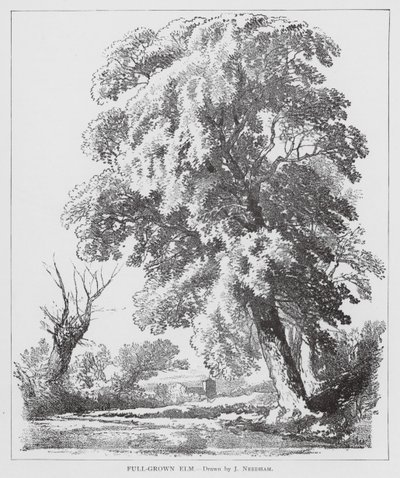 Olmo adulto (litografia) de Joseph Needham