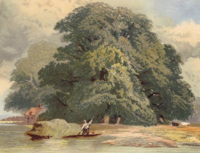 Grupo de olmos no Tamisa (litografia a cores) de Joseph Needham