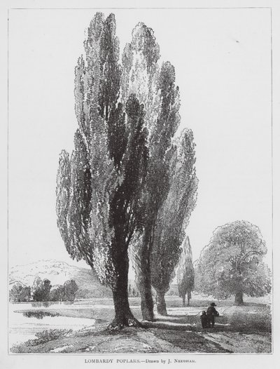 Choupos da Lombardia (litografia) de Joseph Needham