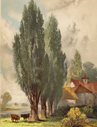 Choupos da Lombardia, cena inglesa (litografia a cores) de Joseph Needham