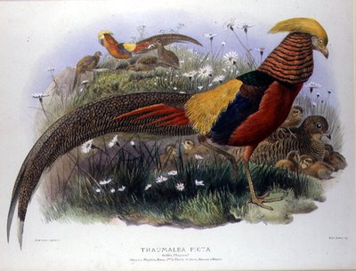 Thaumalea picta (Faisão Dourado) gravada por M. & N. Hanhart de Joseph and Smit J. Wolf