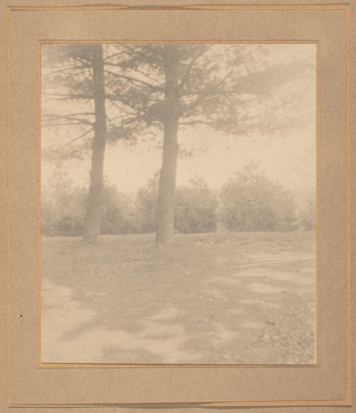 Paisagem com árvores,c. 1900 (foto) de Joseph T. Keiley