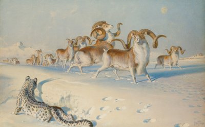 Um leopardo da neve perseguindo Ovis Poli, de Joseph Wolf