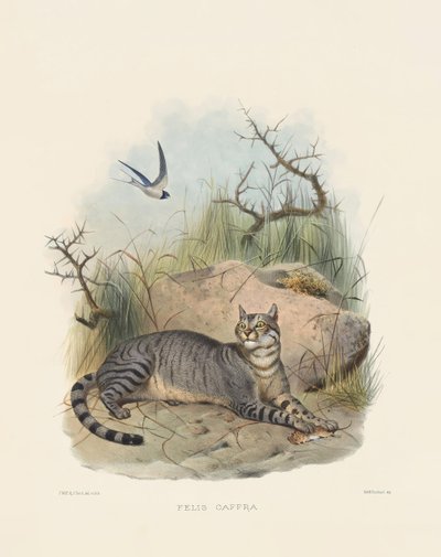  de Joseph Wolf