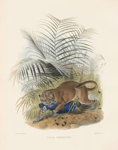  de Joseph Wolf