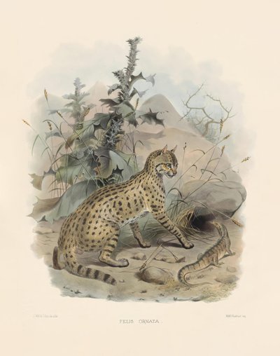  de Joseph Wolf