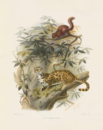 de Joseph Wolf