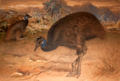 Cassowary de Bennett (Casuarius bennetti), c.1851-76 (wc e lápis no papel) de Joseph Wolf