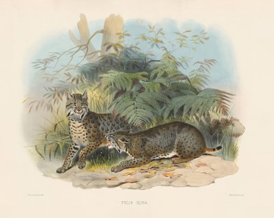  de Joseph Wolf