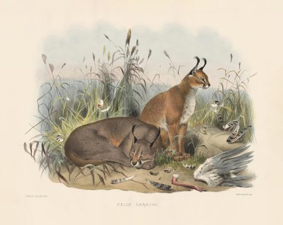  de Joseph Wolf