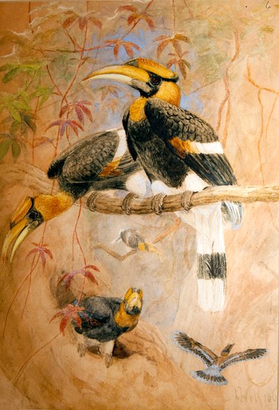 Calau côncava-casqued (Dichoceros bicornis), 1856-67 de Joseph Wolf