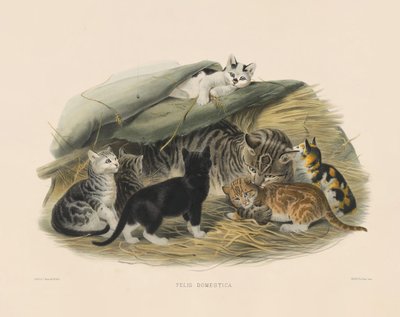  de Joseph Wolf