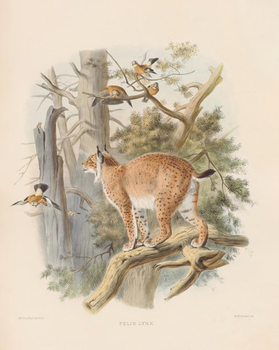  de Joseph Wolf